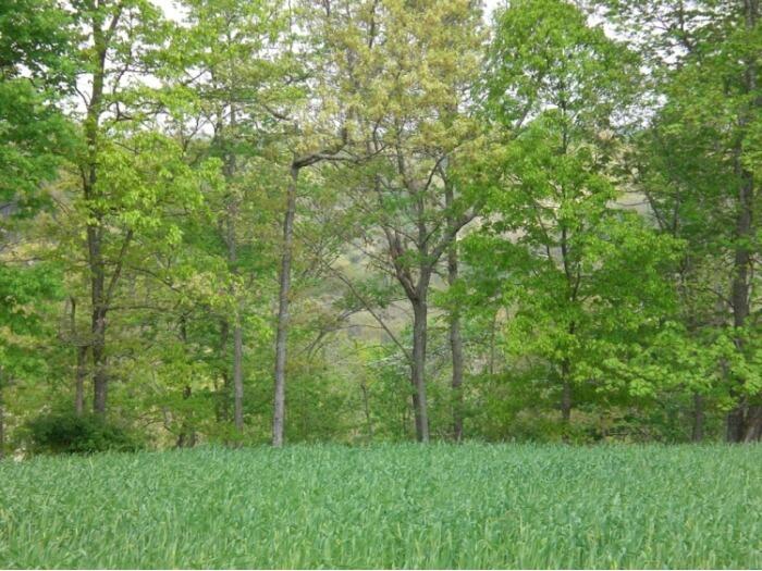 J D Chambers Road, Unit 13 Robbins, TN 37852 - Photo 1 of 5 photos (3)
