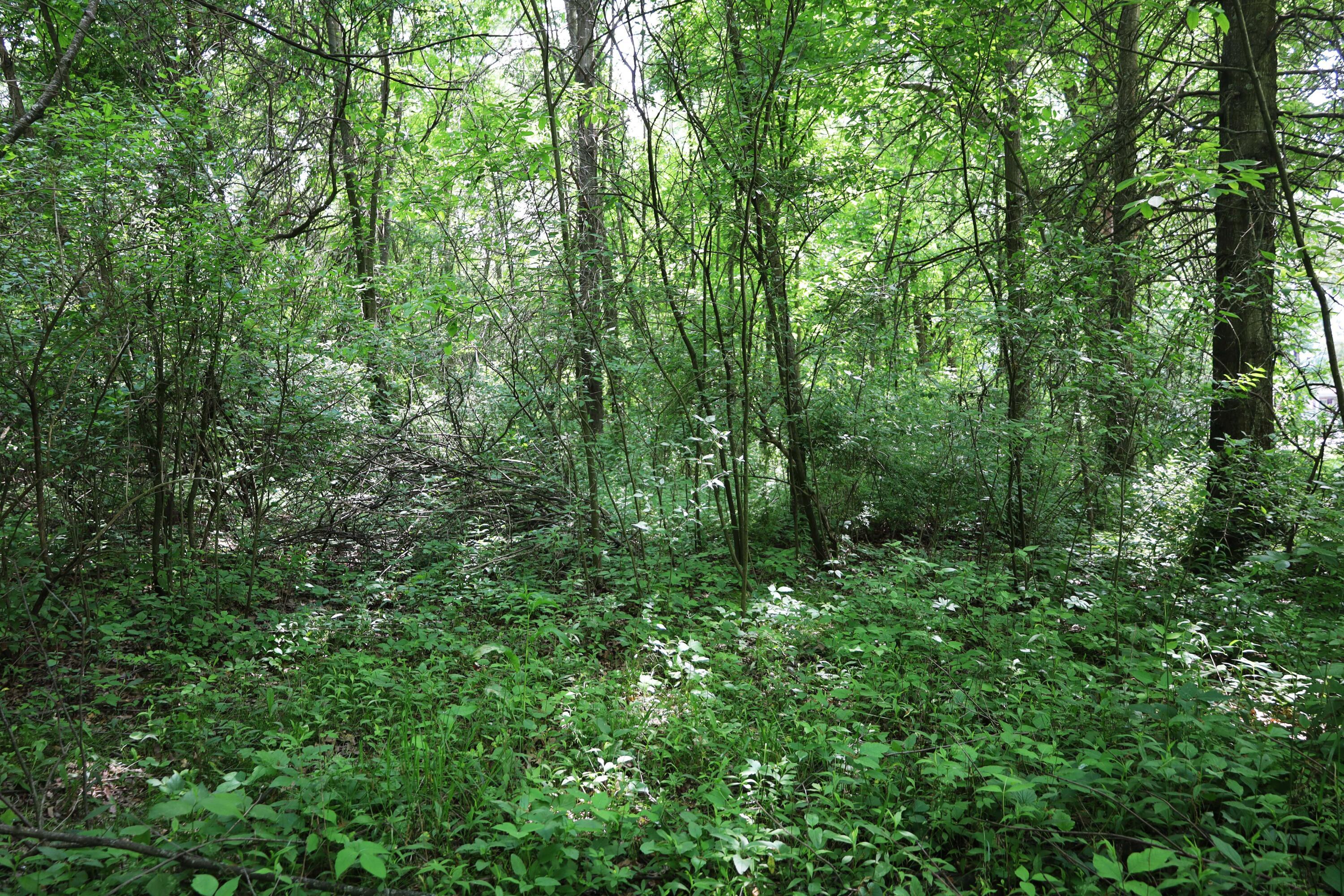 0 Schoolhouse Road Frazeysburg, OH 43822 - Photo 13 of 31 IMG_9573