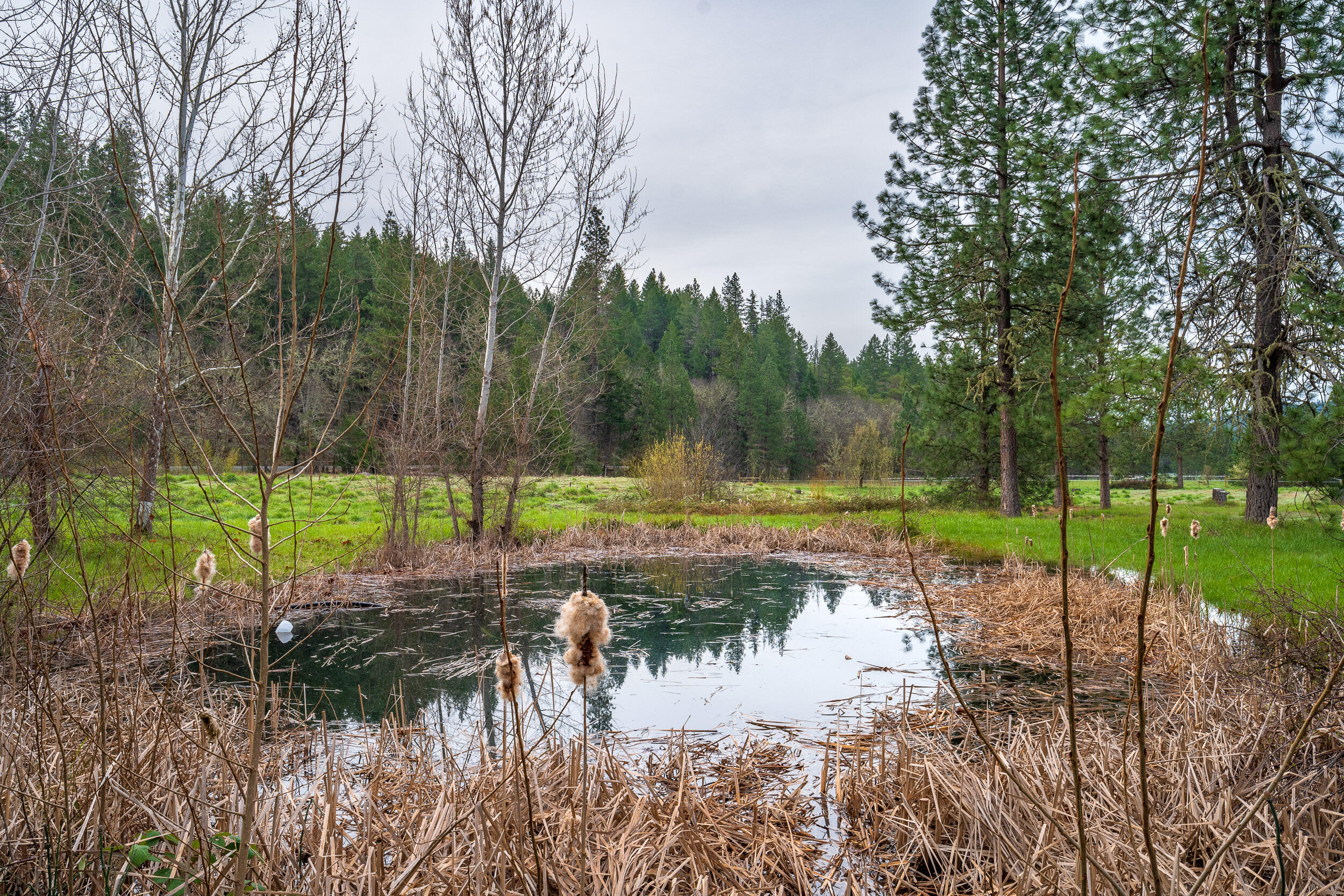 1450 Hugo Road Merlin, OR 97532 - Photo 5 of 47 Pond in Pasture