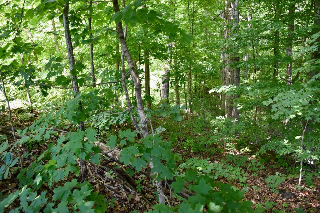 5 Sims Road Sevierville, TN 37876 - Photo 9 of 9 Gallery Image 9