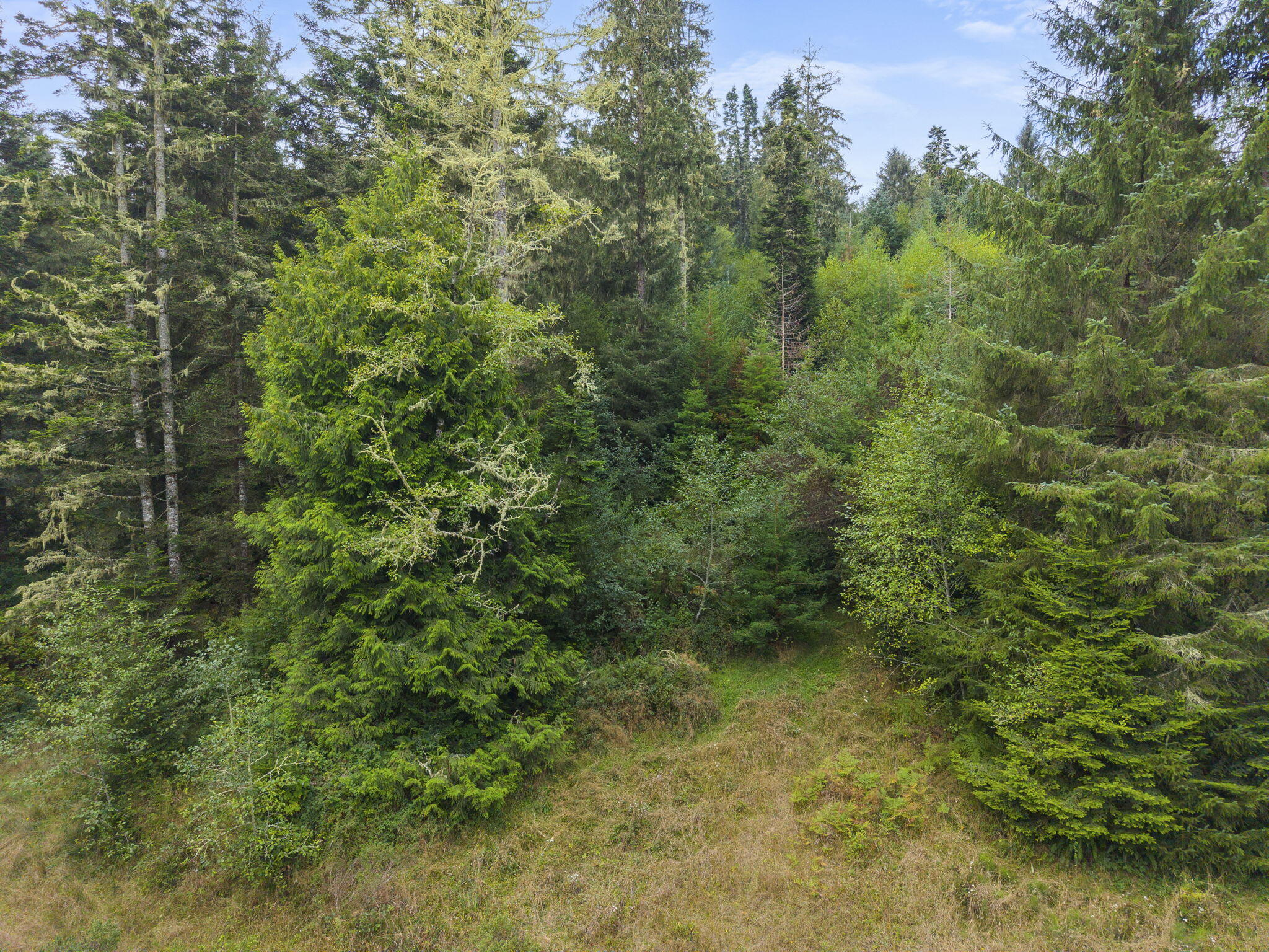 0 Williams Creek Road Ferndale, CA 95536 - Photo 8 of 13