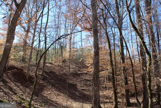 a yard with lots of trees
