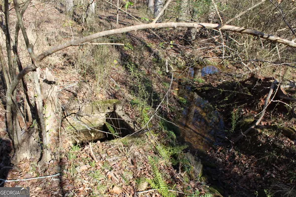 a view of a forest with large trees
