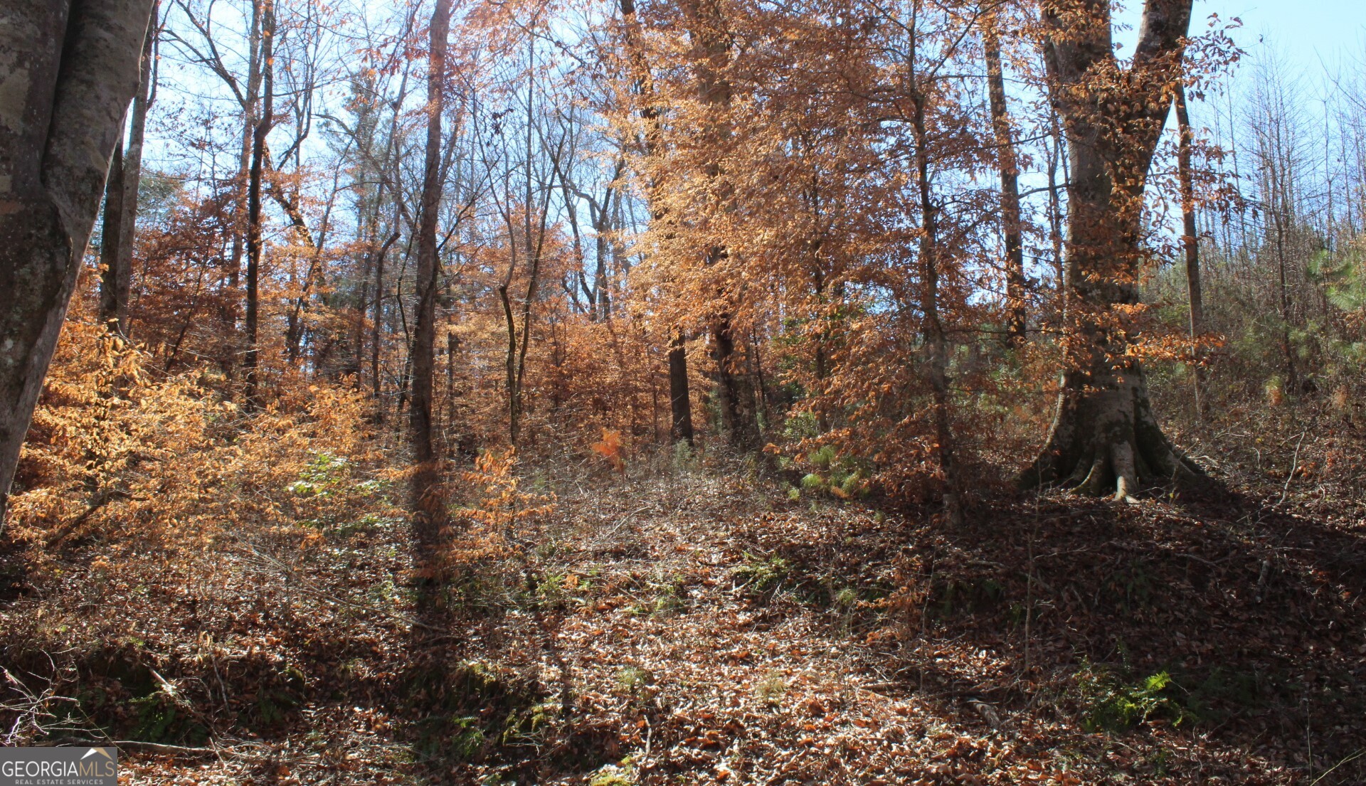 178.235-ac Rocky Mount Road Luthersville, GA 30251 - Photo 23 of 26 a view of forest
