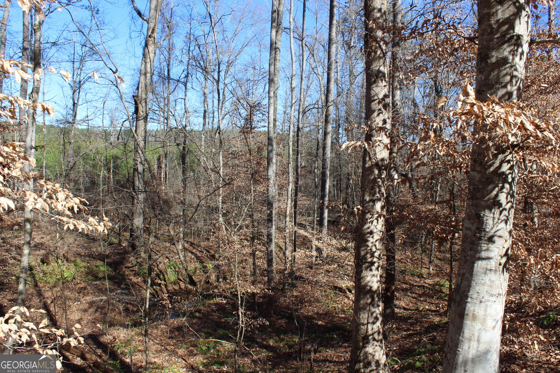 178.235-ac Rocky Mount Road Luthersville, GA 30251 - Photo 26 of 26 a view of a forest with large trees