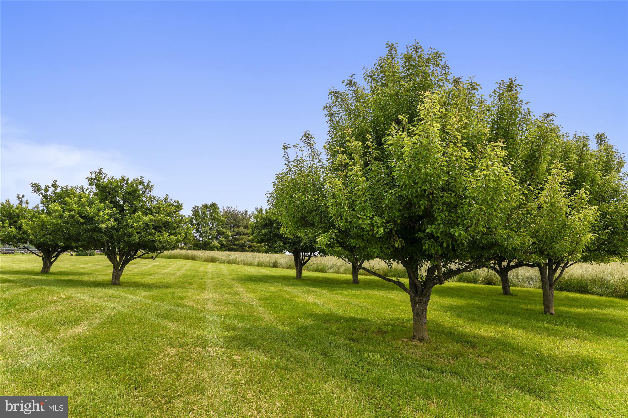 14908 Cider Mill Road Purcellville, VA 20132 - Photo 33 of 52 Fruit Trees
