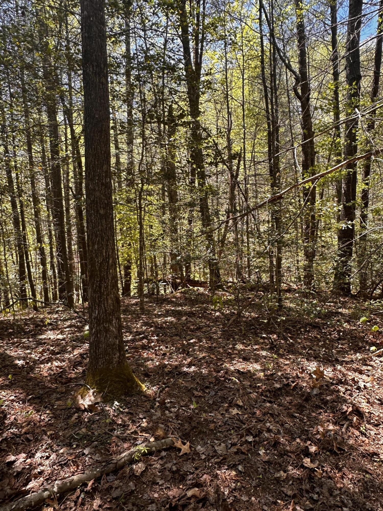 0 Mathis Branch Road Cosby, TN 37722 - Photo 8 of 26 Gallery Image 8