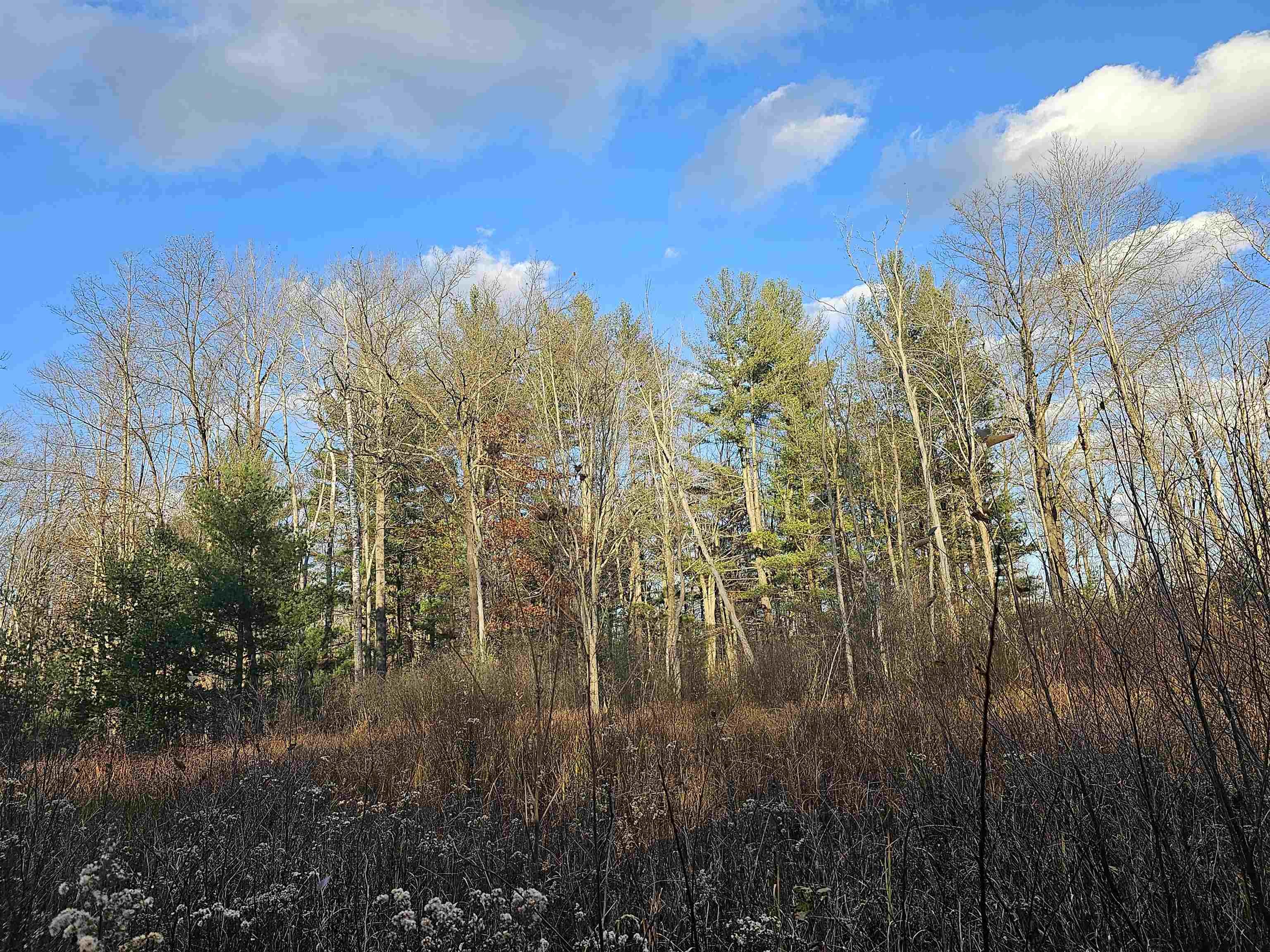 V/l Whittemore Road Turner, MI 48765 - Photo 4 of 16 Gallery Image 4