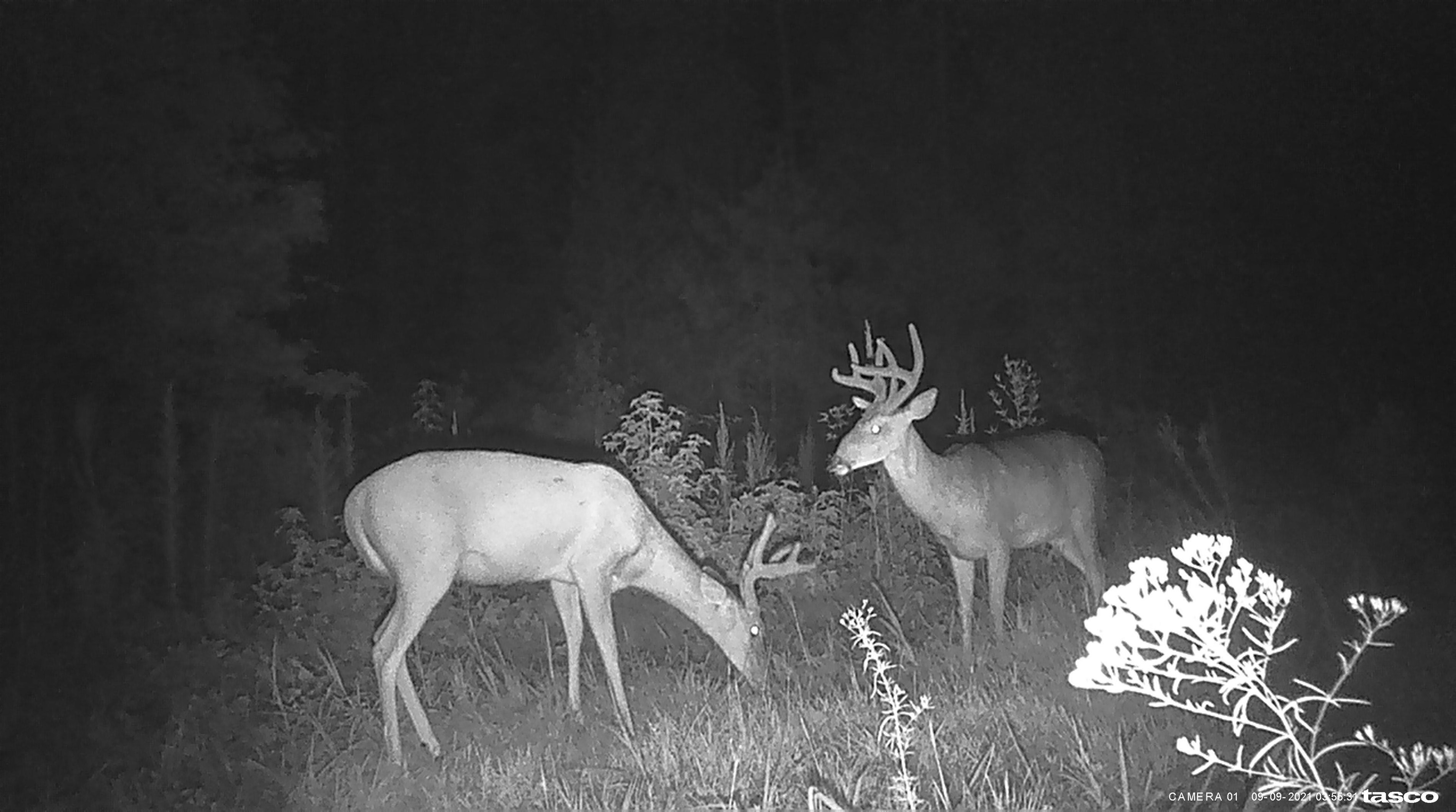 1950 State Rd S-42-396 Enoree, SC 29335 - Photo 4 of 9