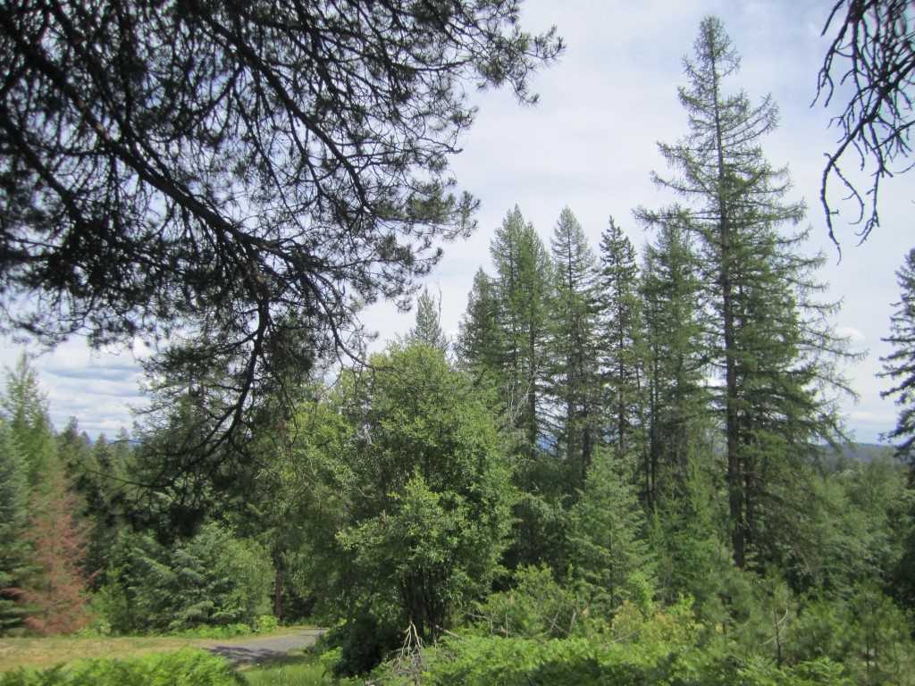 37823 North Timothy Road Deer Park, WA 99006 - Photo 8 of 20