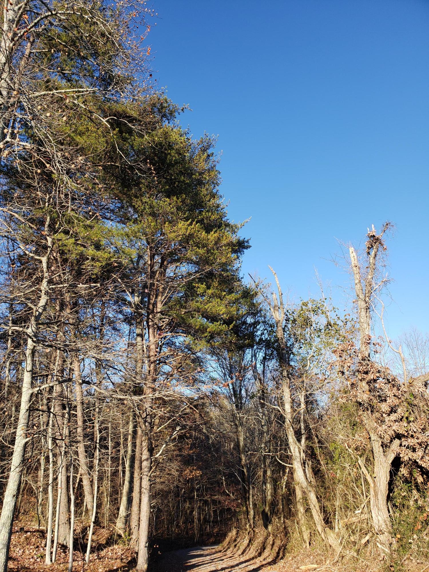 0 English Cove Road Whitwell, TN 37397 - Photo 3 of 7 20191125_150940