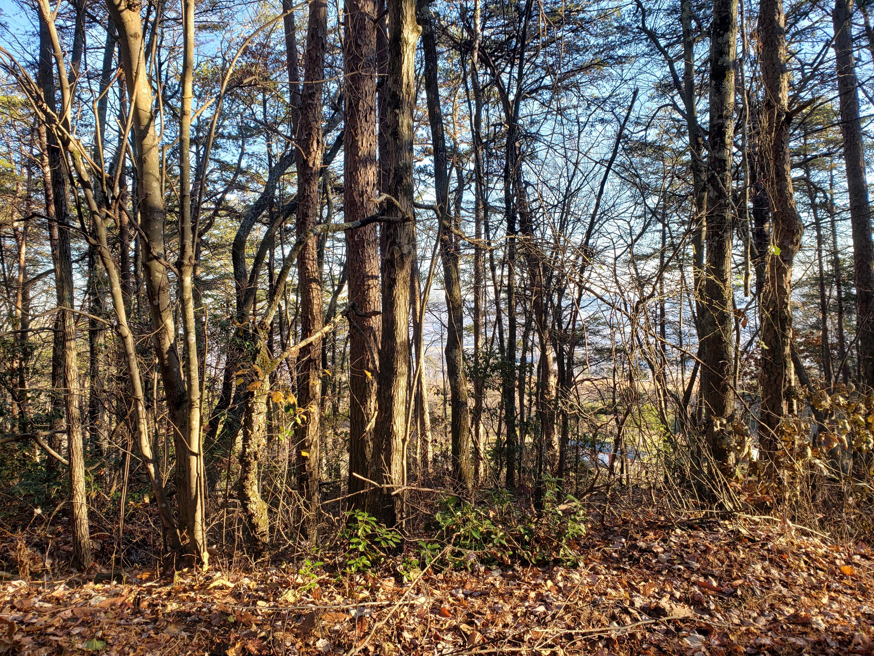 0 English Cove Road Whitwell, TN 37397 - Photo 4 of 7 20191125_152414