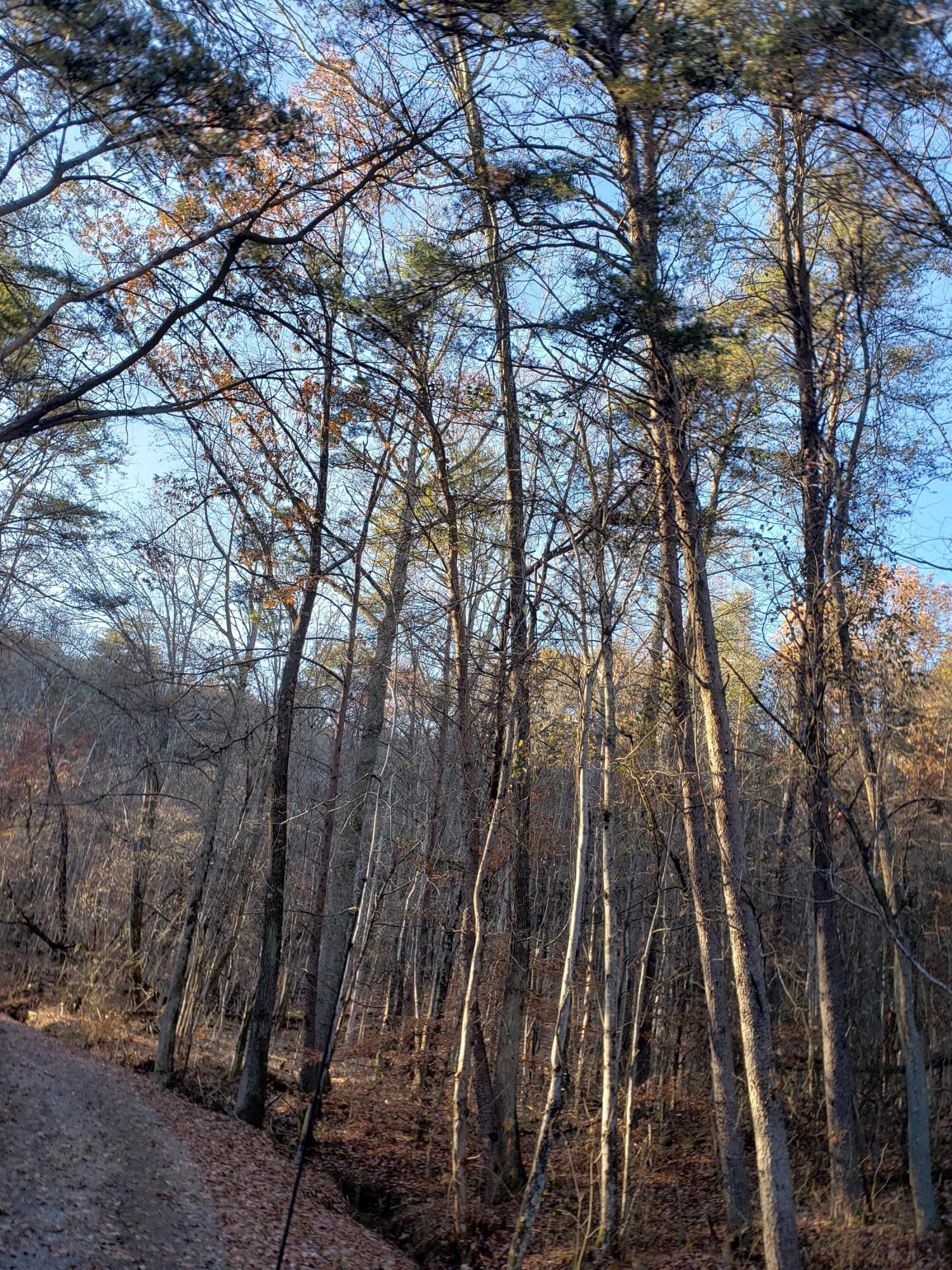 0 English Cove Road Whitwell, TN 37397 - Photo 5 of 7 20191125_152204