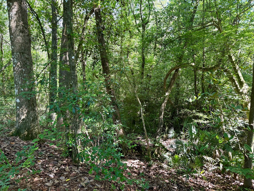 60-acres Hutton Road Hartford, AL 36344 - Photo 26 of 31