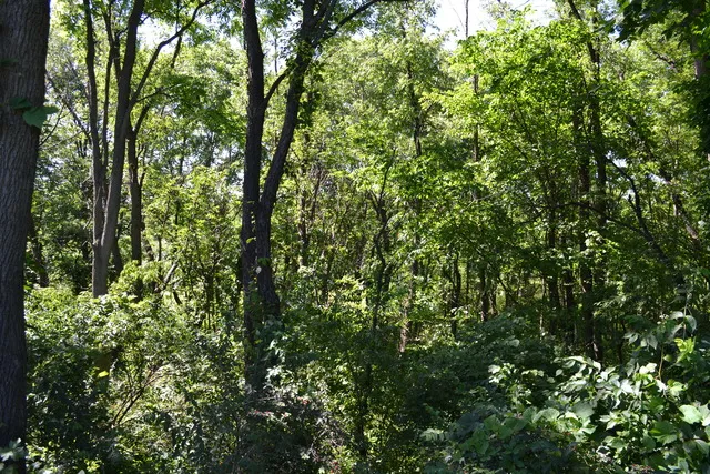 a view of a lush green forest