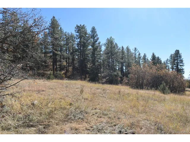 a view of large yard with large trees