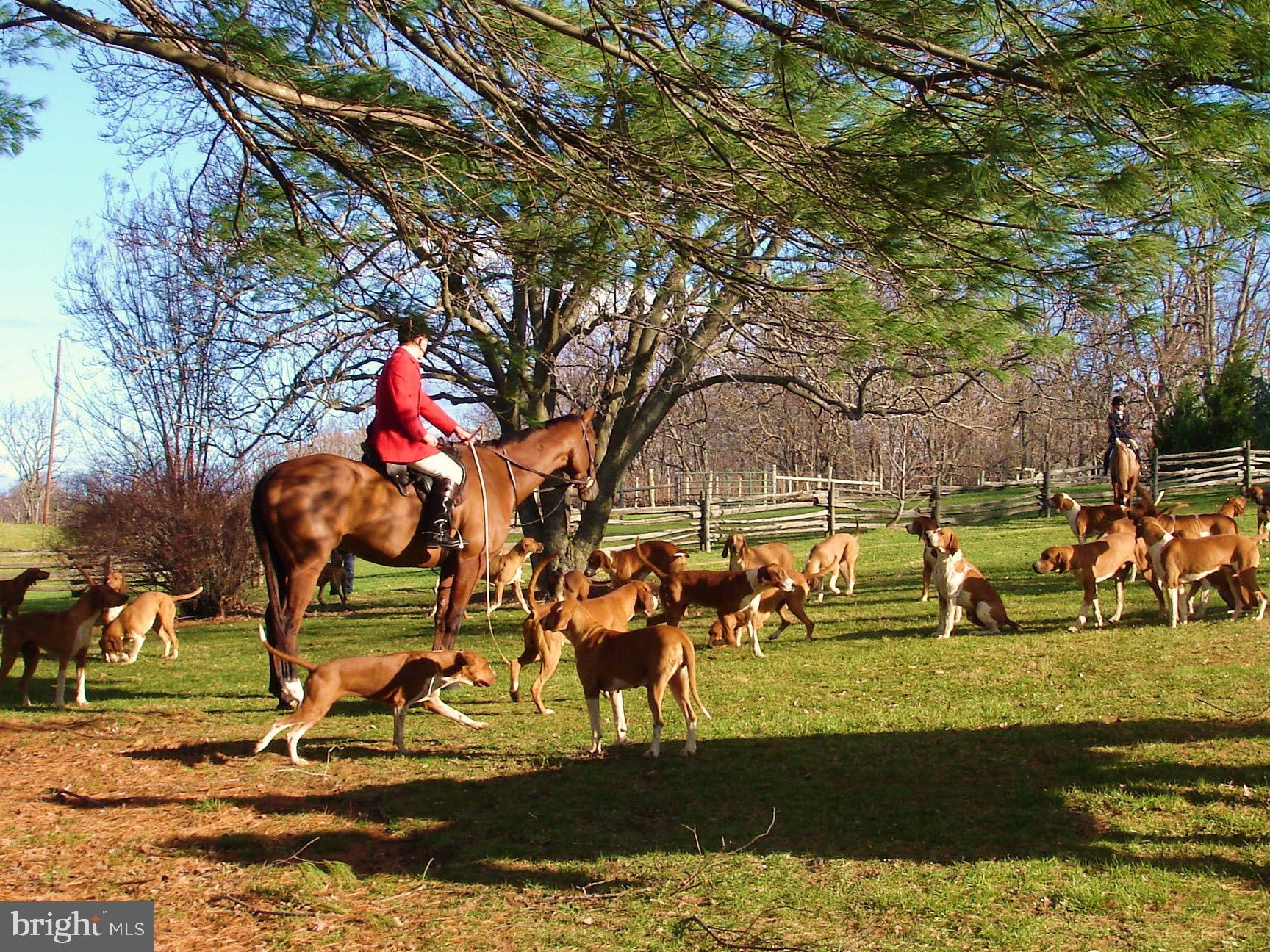 3456 Whiting Road Marshall, VA 20115 - Photo 39 of 69 Orange County Hounds on farm across the street