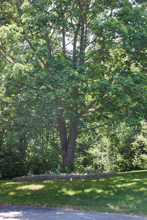 5531 Ellis Road Ypsilanti, MI 48197 - Photo 42 of 43 Summer photo - beautiful tree