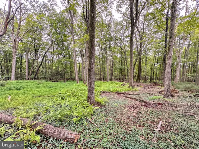 a view of backyard with tree