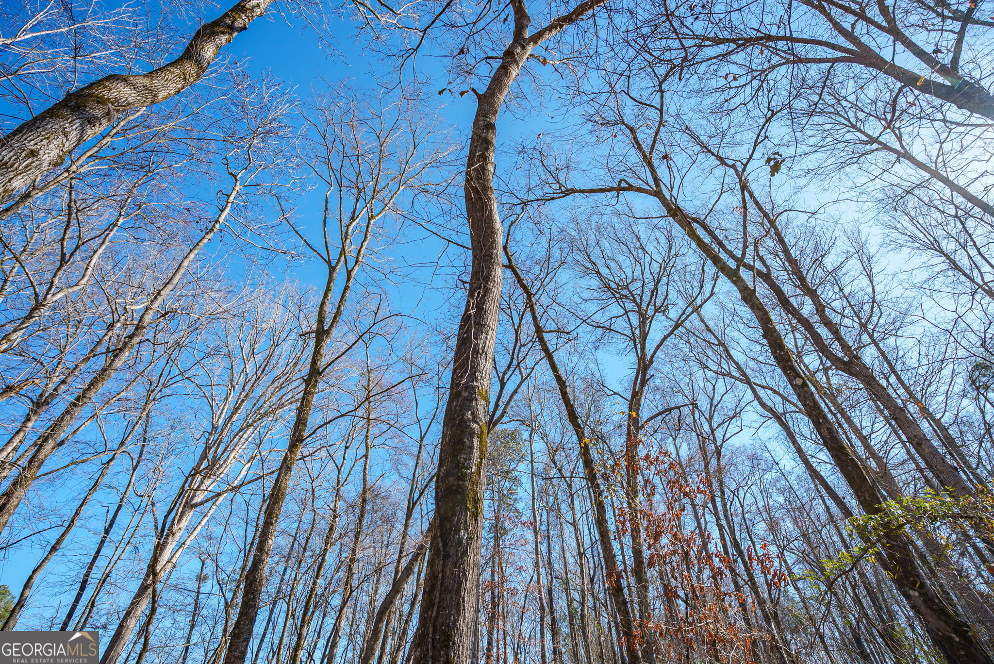 0 Warren Road White Plains, GA 30678 - Photo 16 of 37 a picture of trees