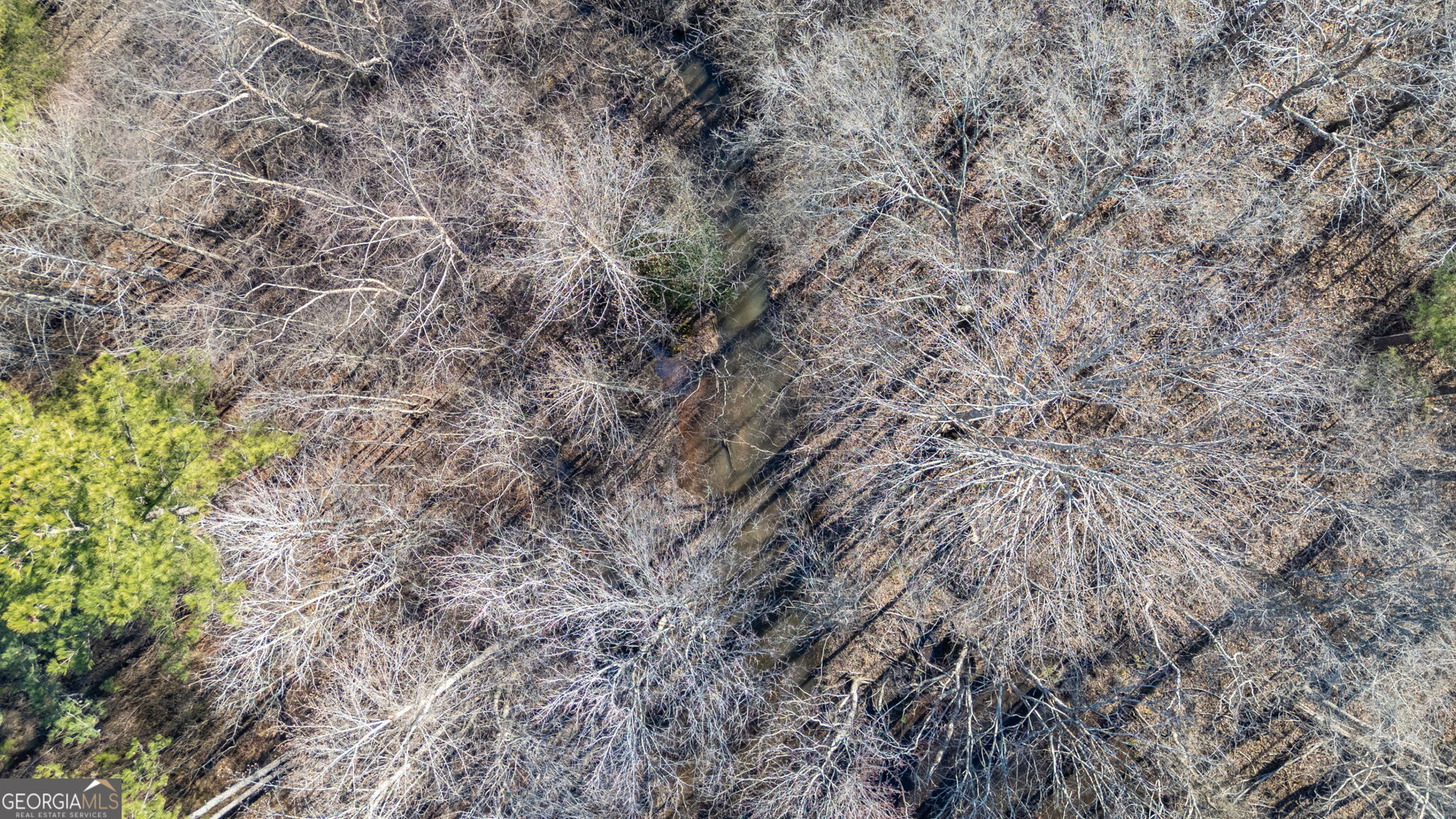 0 Warren Road White Plains, GA 30678 - Photo 5 of 37 a close up of a plant in a forest