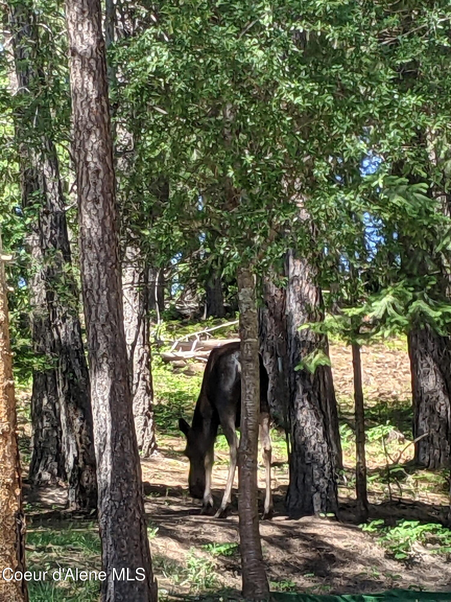 483 Paradise Road Pinehurst, ID 83850 - Photo 19 of 23 6984617734665079276