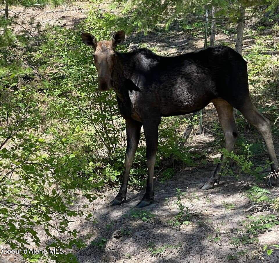 483 Paradise Road Pinehurst, ID 83850 - Photo 21 of 23 3071288531950954517