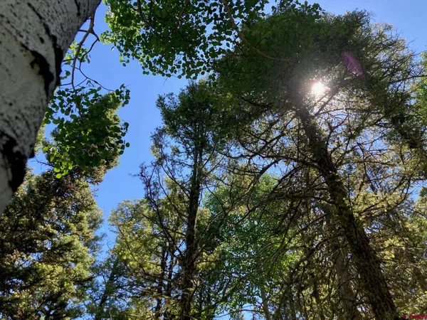 a picture of trees