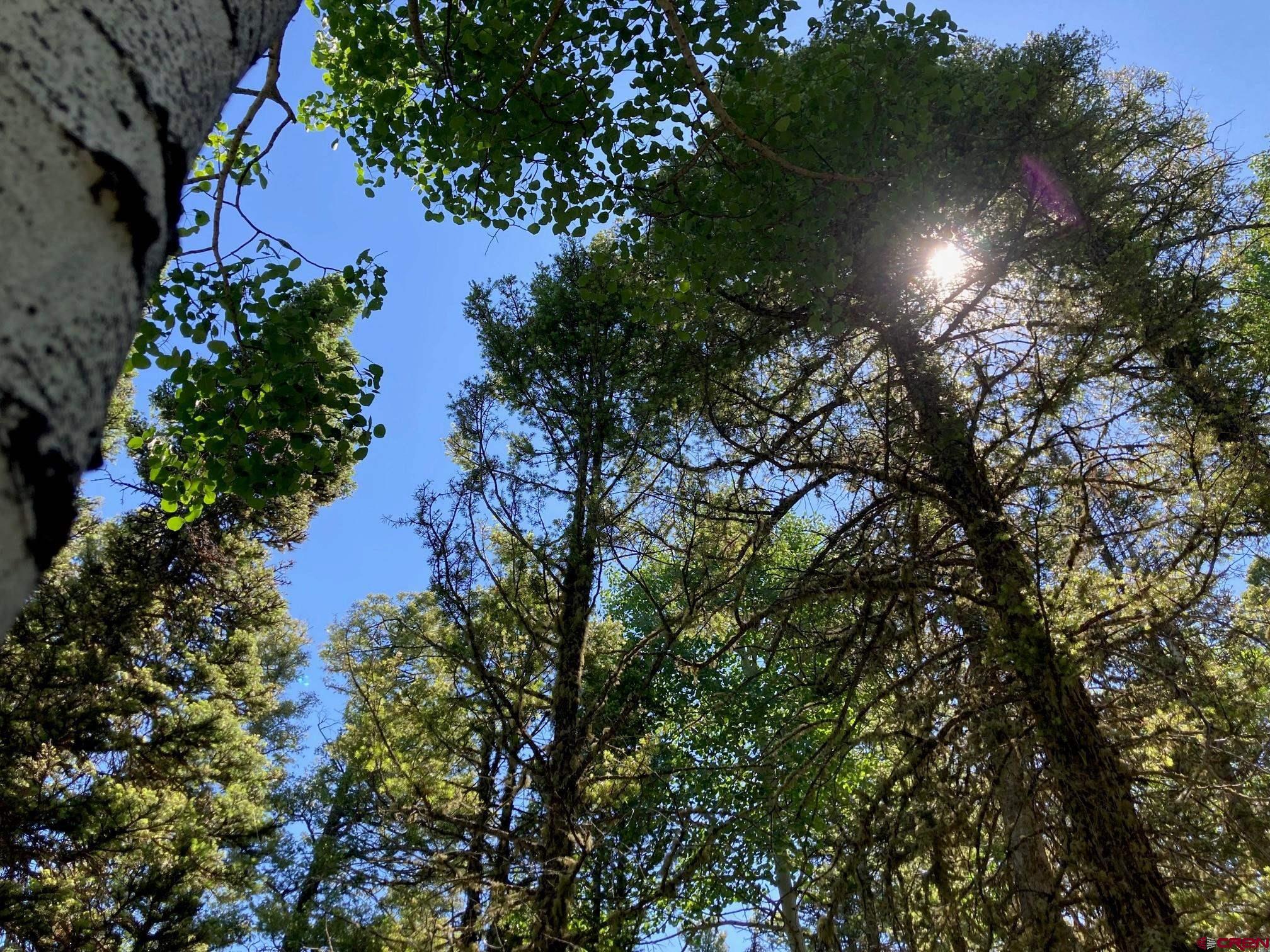 147 Ridge Road Cimarron, CO 81220 - Photo 12 of 36 a picture of trees