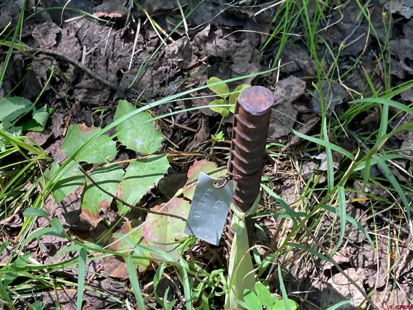 a view of a plant in a garden