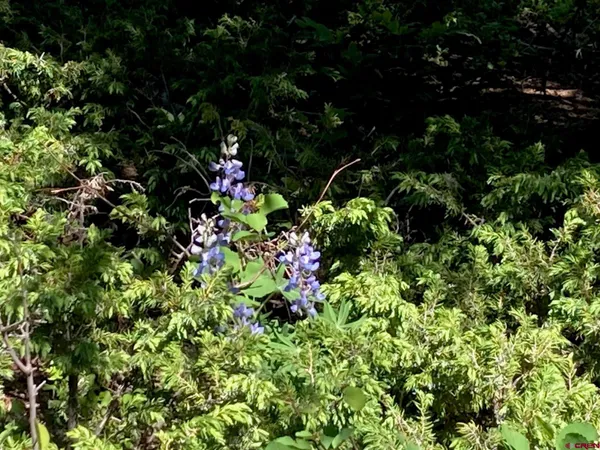 a view of a garden