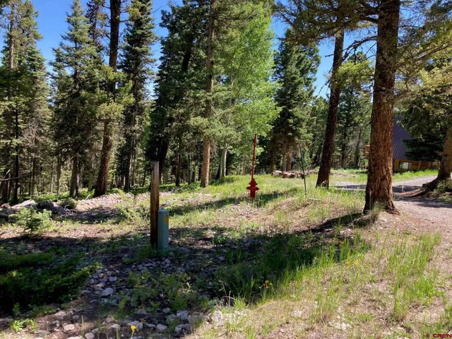 a view of a tree in a yard