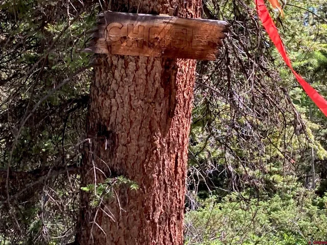a view of a tree in a yard