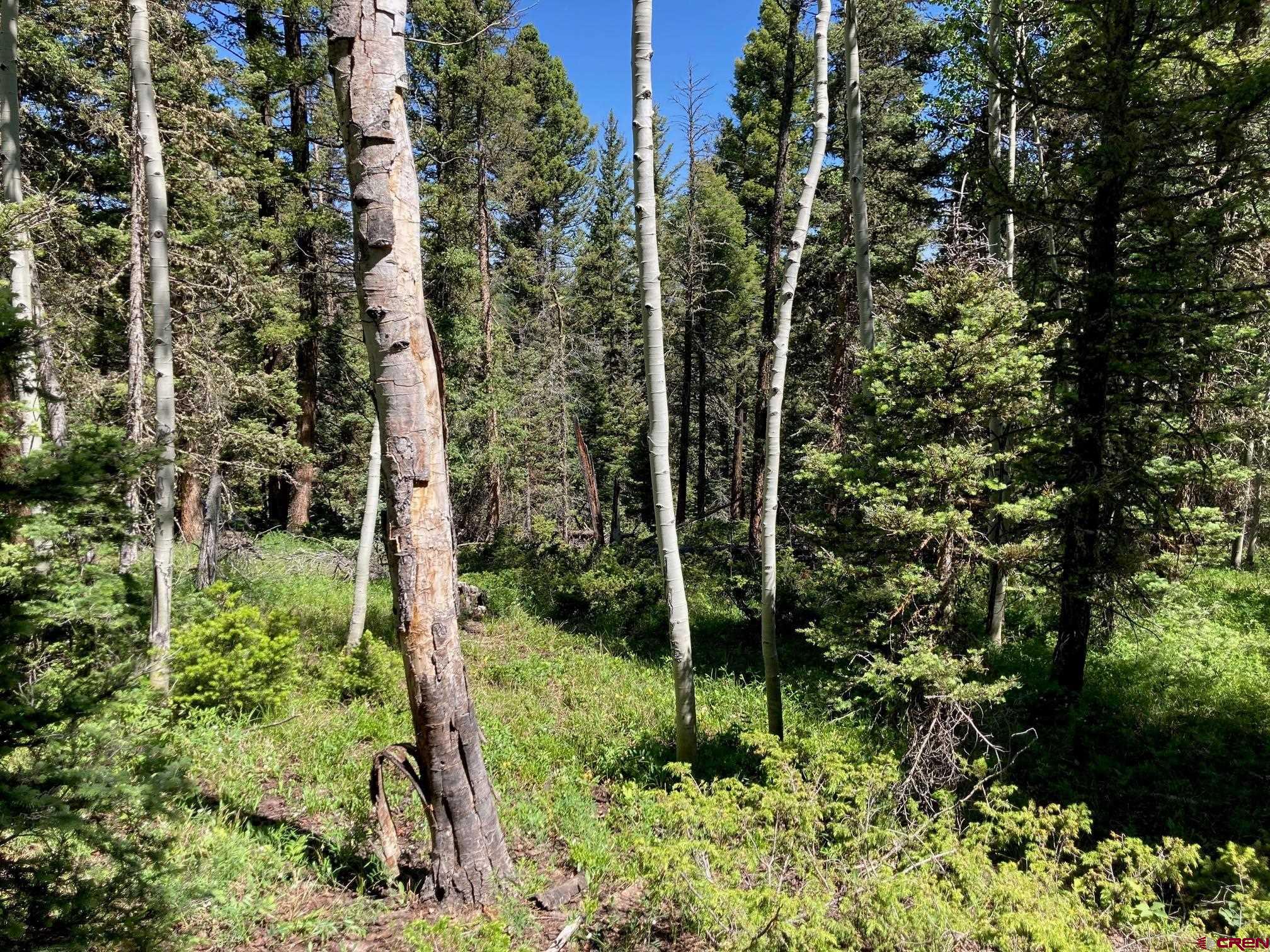 147 Ridge Road Cimarron, CO 81220 - Photo 9 of 36 a view of a garden