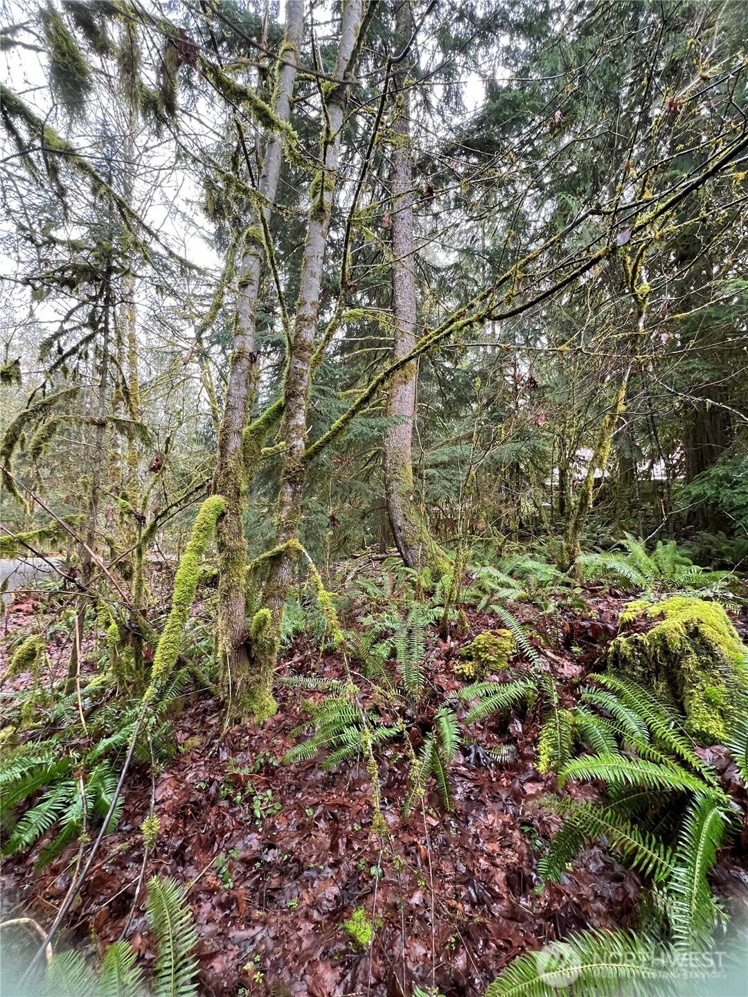 15026 Iceberg Road Glacier, WA 98244 - Photo 1 of 16 a view of a yard with a tree