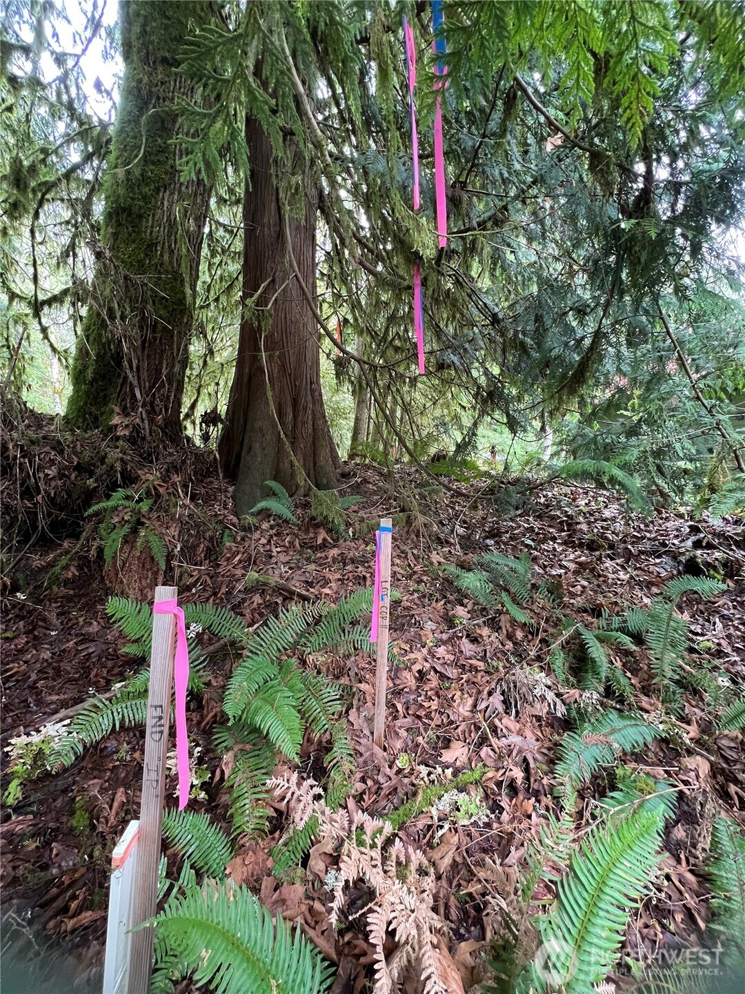 15026 Iceberg Road Glacier, WA 98244 - Photo 2 of 16 a flag is sitting in the middle of the forest