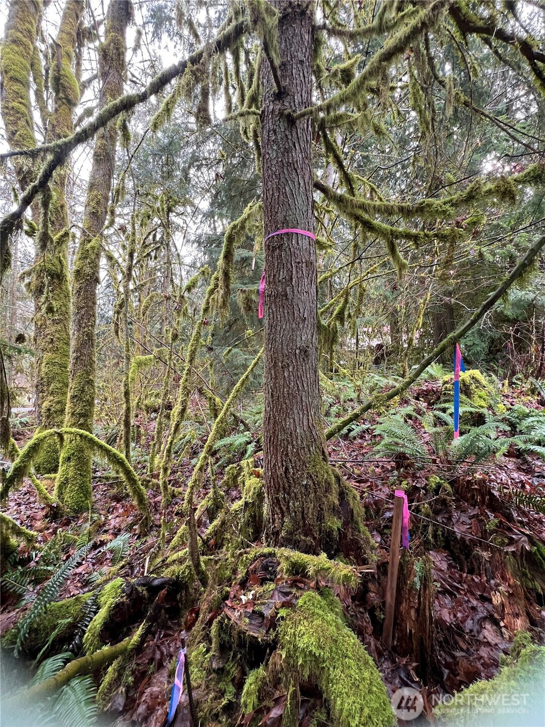 15026 Iceberg Road Glacier, WA 98244 - Photo 3 of 16 a view of a backyard