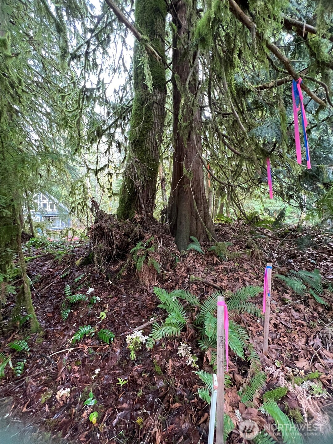 15026 Iceberg Road Glacier, WA 98244 - Photo 4 of 16 a backyard of a house with lots of green space