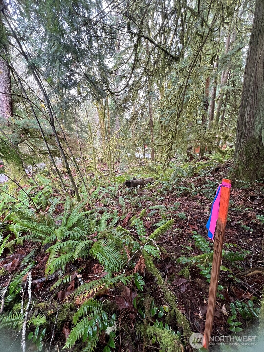 15026 Iceberg Road Glacier, WA 98244 - Photo 8 of 16 a view of a tree in a yard