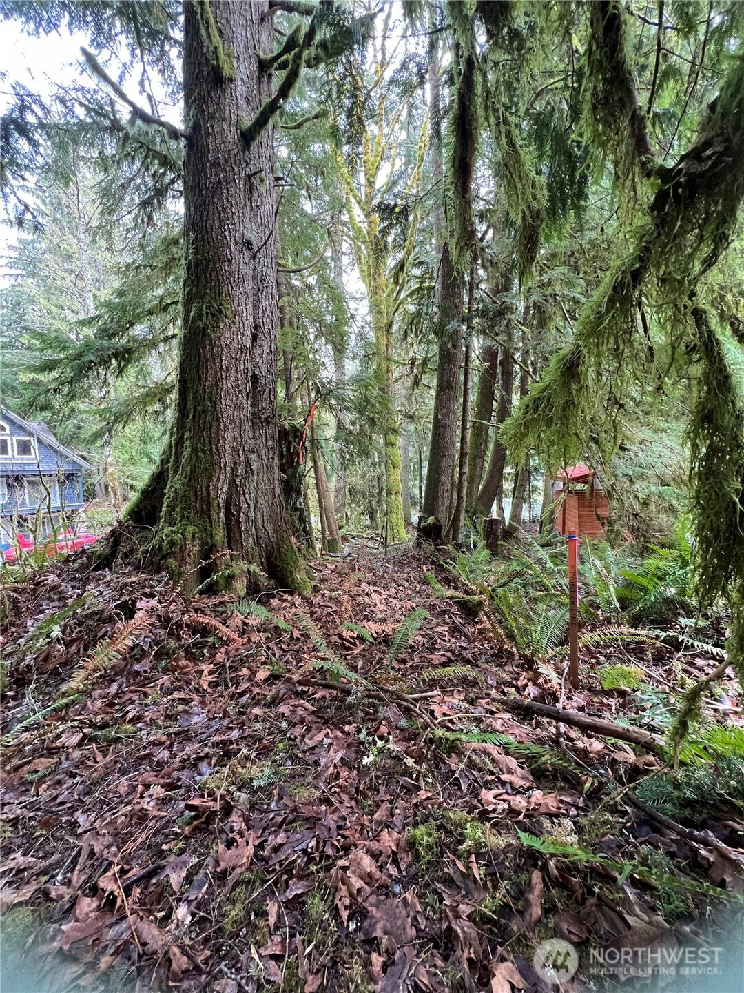 15026 Iceberg Road Glacier, WA 98244 - Photo 9 of 16 a green field with lots of trees