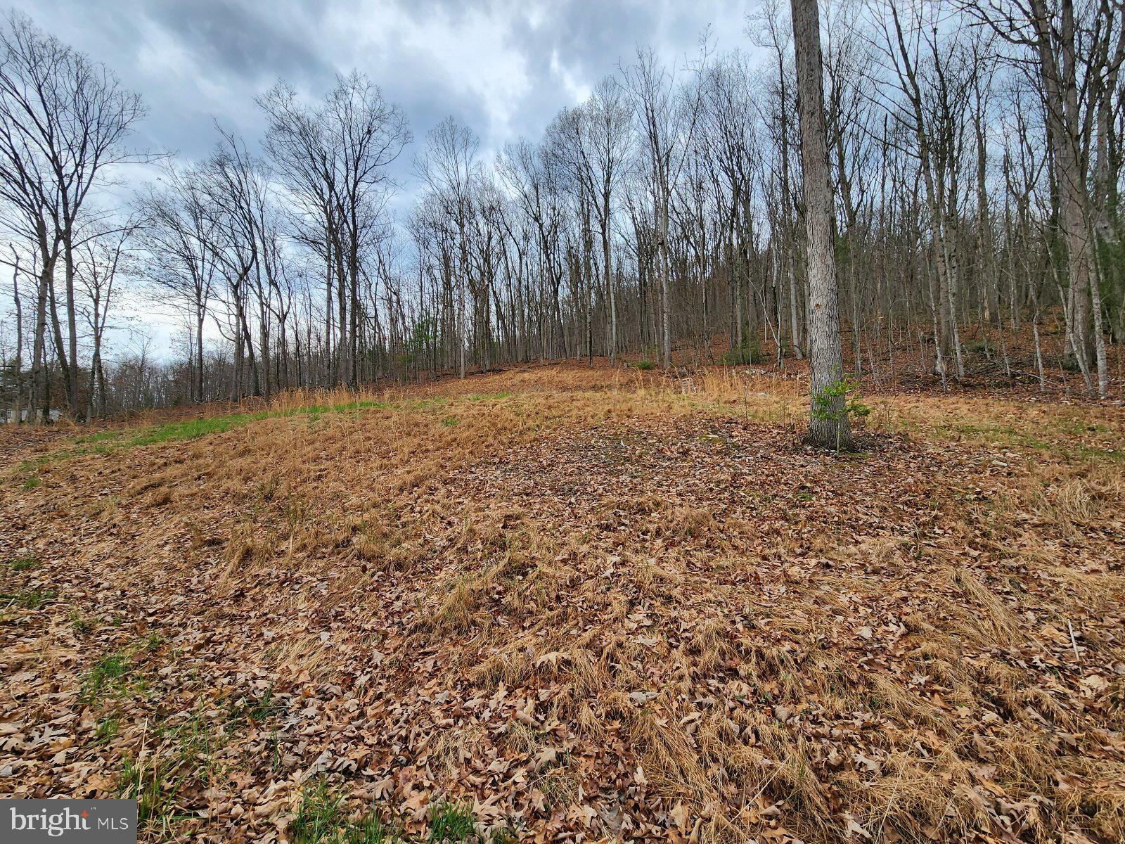Hollow Run Road Luray, VA 22835 - Photo 4 of 9 Looking towards the homesite from driveway