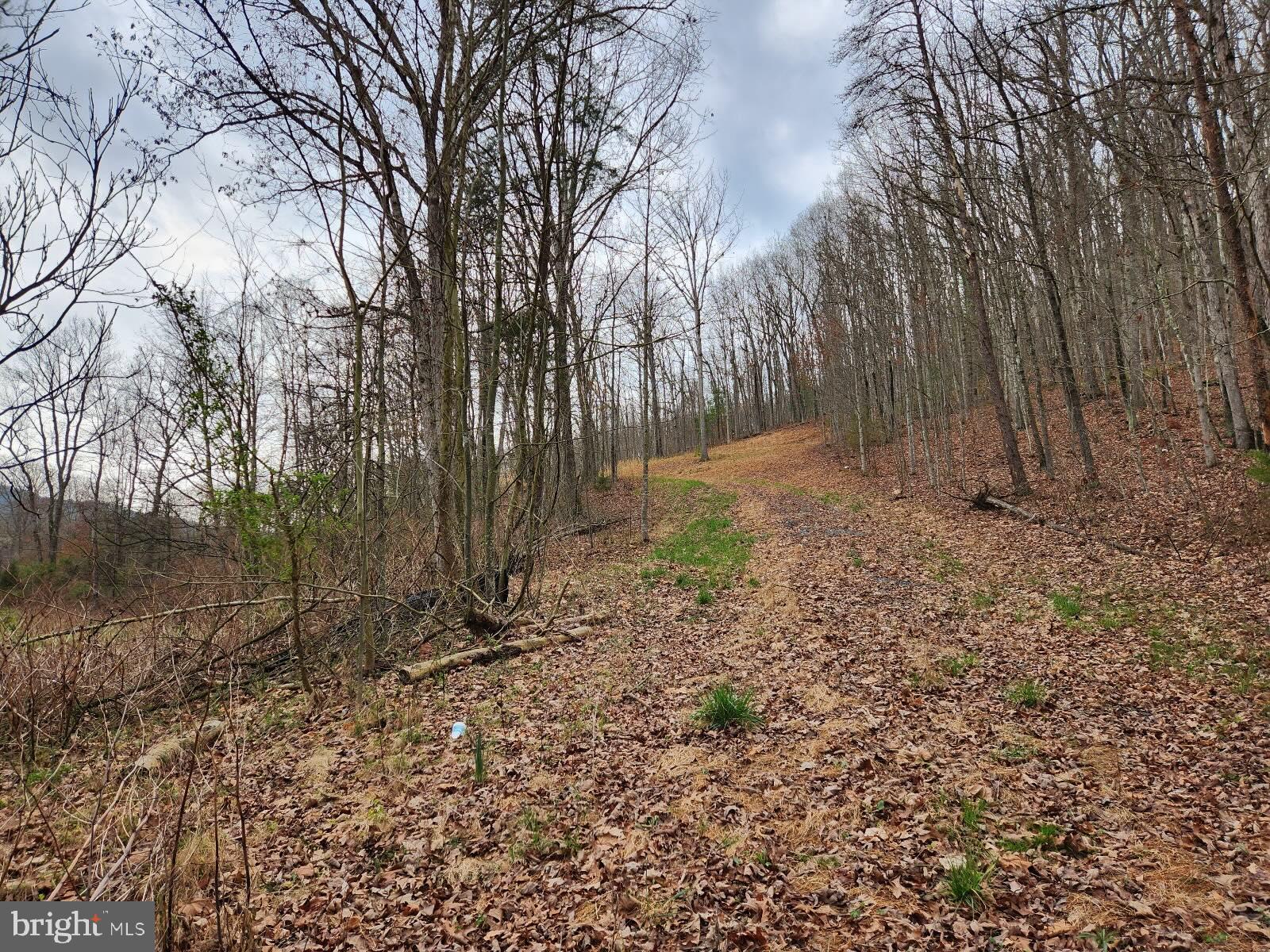 Hollow Run Road Luray, VA 22835 - Photo 7 of 9 Driveway to housesit