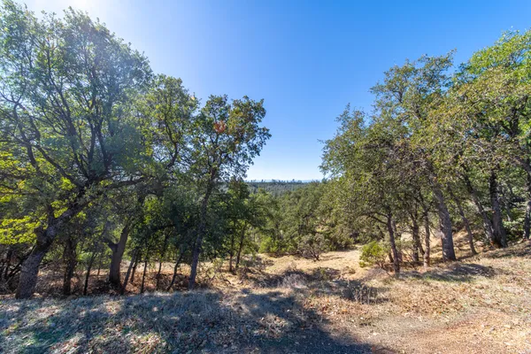 a view of a forest with trees in the background