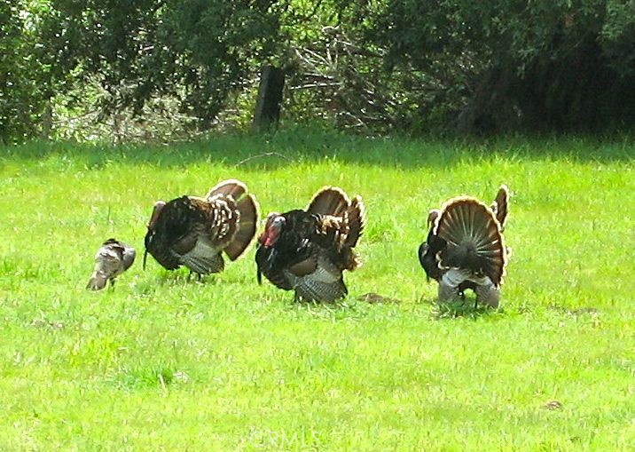 9500 Santa Rosa Creek Road Cambria, CA 93428 - Photo 30 of 33 Wildlife abounds