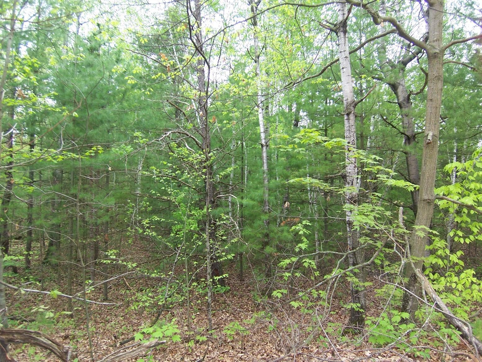 County Road South Sobieski, WI 54171 - Photo 10 of 15