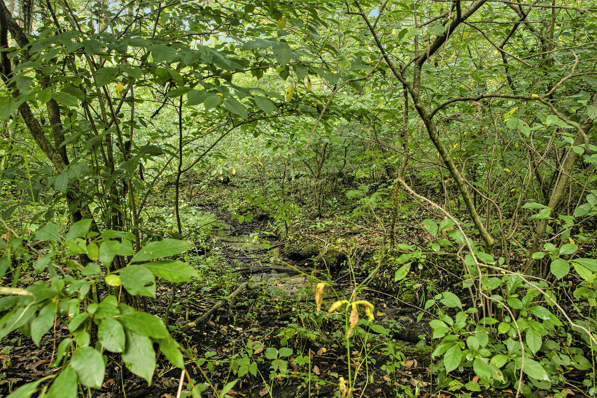 358 County Road Paw Paw, MI 49079 - Photo 11 of 20 012_eosr0091