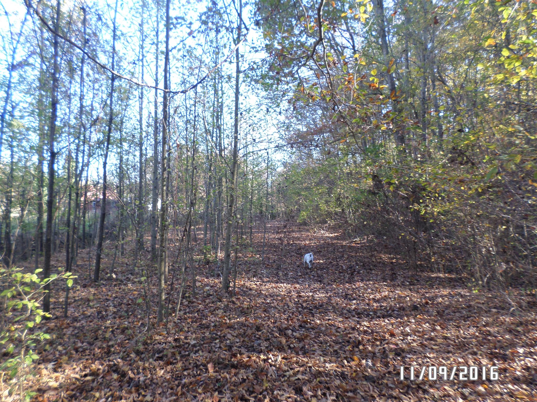 199 Meredith Hollow Road Waynesboro, TN 38485 - Photo 13 of 30 Gallery Image 13