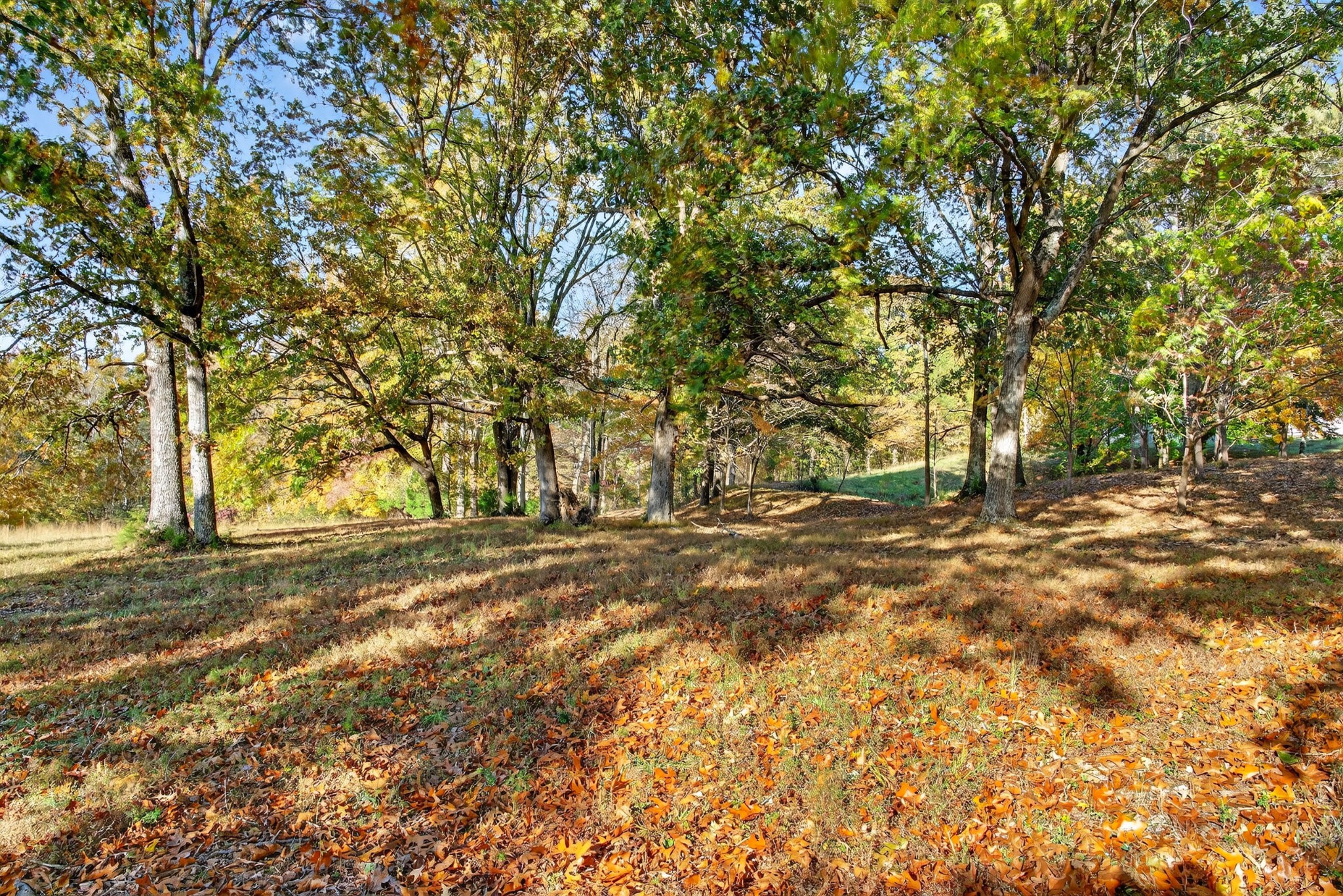 226 West Biggs Road Cottontown, TN 37048 - Photo 20 of 56 a view of outdoor space with trees