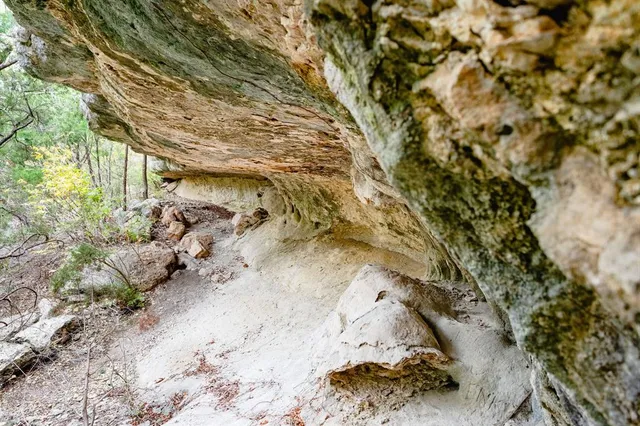 a view of a dry yard with trees