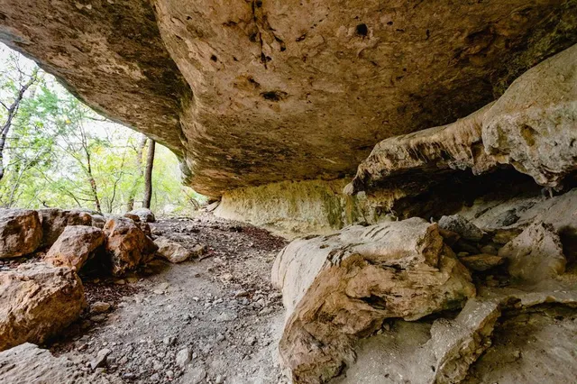 a view of a backyard with large trees